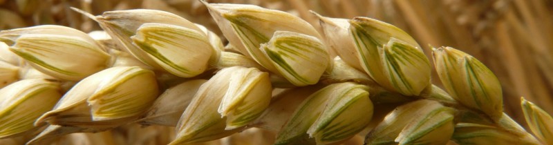 grãos e cereais